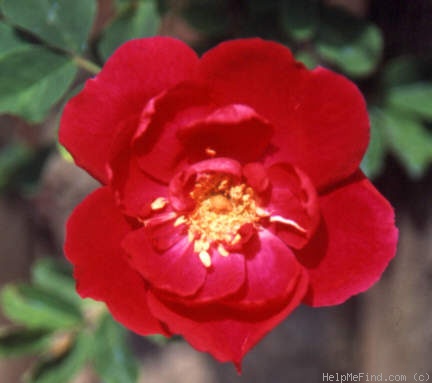 'Assiniboine' rose photo