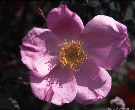 'Master Hugh' rose photo