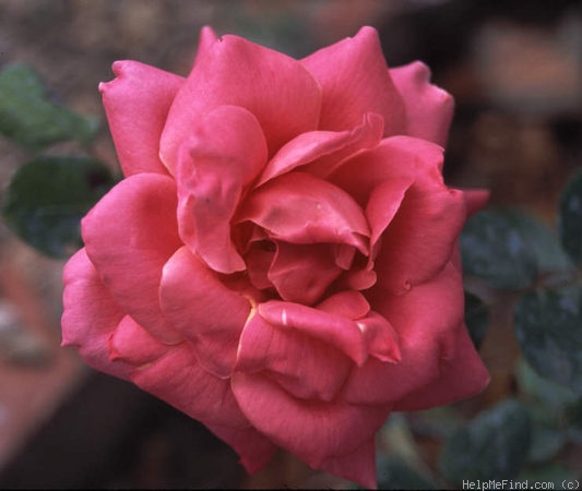 'Madame Ruau' rose photo