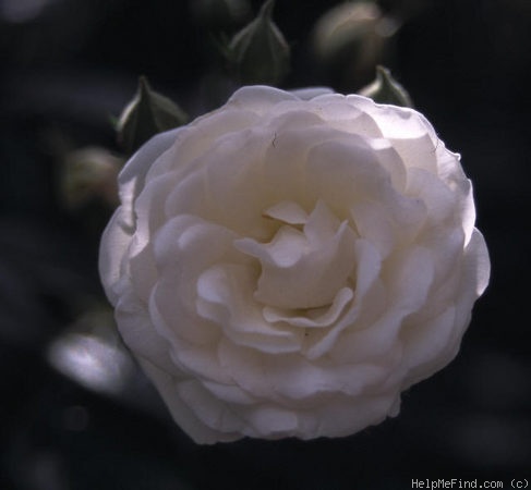'Mühle Hermsdorf' rose photo