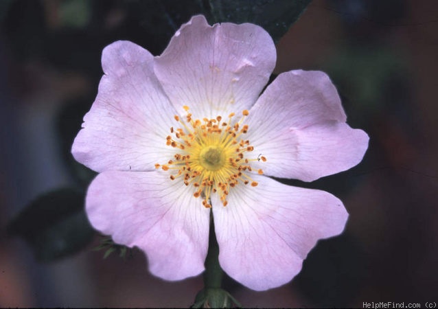 '<i>Rosa corymbifera</i> Borkh.' rose photo