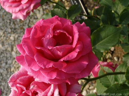 'Fear Naught' rose photo