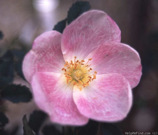 '<i>Rosa myriacantha</i> DC synonym' rose photo