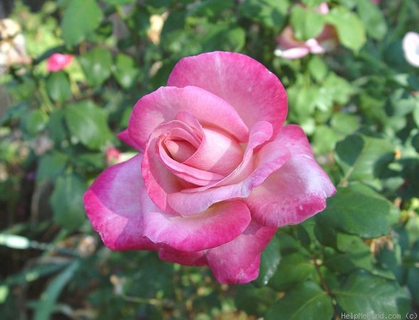 'The Temptations ™' rose photo