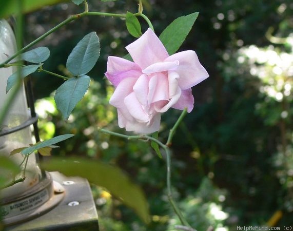 'Le Vésuve (china, Laffay, 1825)' rose photo