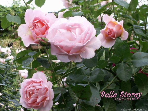 'Belle Story' rose photo