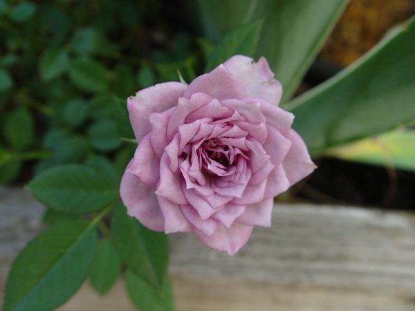 'Ernie' rose photo