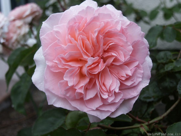 'Admired Miranda ®' rose photo