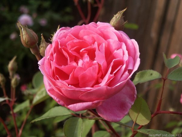 'John Clare ®' rose photo