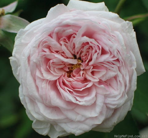 'Souvenir de la Malmaison' rose photo