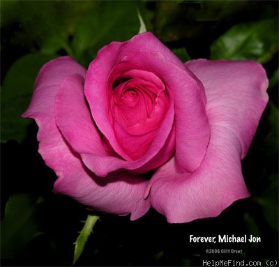'Forever, Michael Jon' rose photo