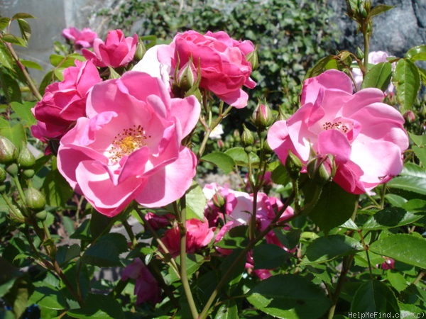 'KORday' rose photo