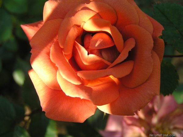 'Teddy Bear ™' rose photo