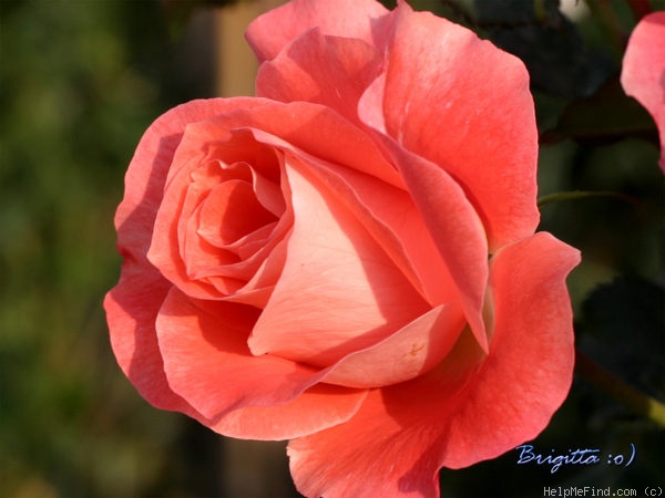 'Céline Delbard ®' rose photo