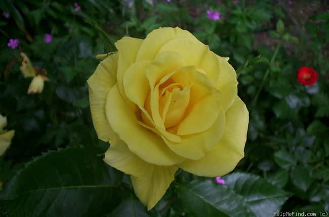 'KORresia' rose photo
