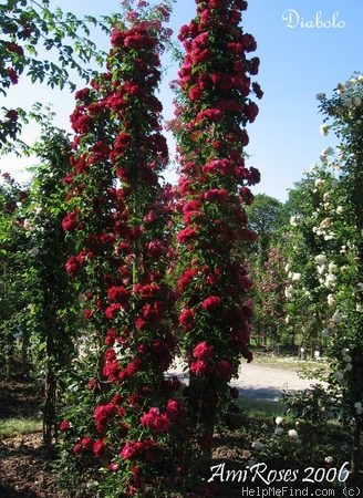 'Diabolo (hybrid wichurana, Fauque, 1908)' rose photo