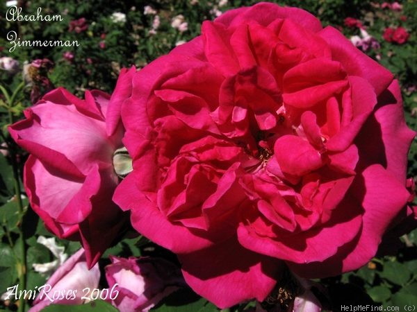 'Abraham Zimmerman' rose photo