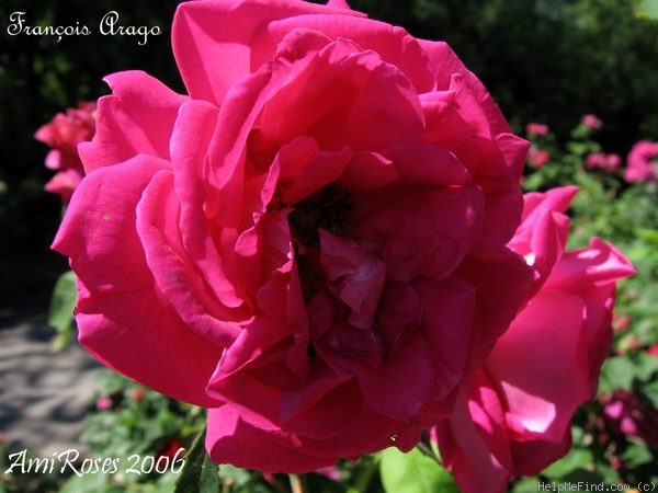 'François Arago' rose photo