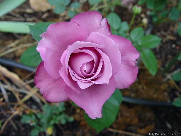 'Fragrant Plum (hybrid tea, Christensen before 1988)' rose photo