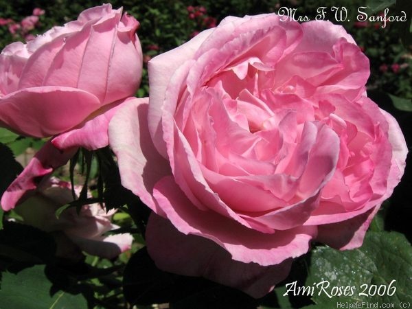 'Mrs. F. W. Sanford' Rose Photo
