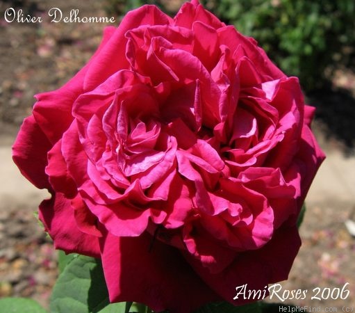 'Olivier Delhomme' rose photo