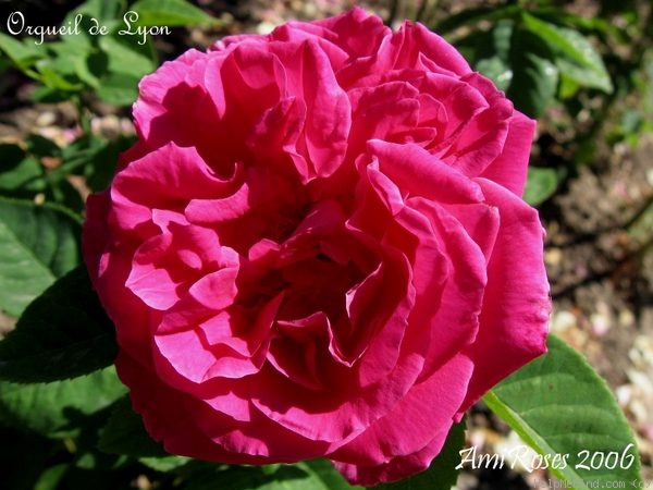 'Orgueil de Lyon' rose photo