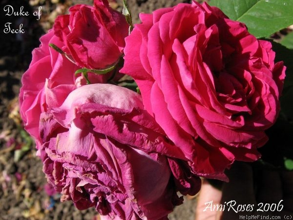 'Duke of Teck' rose photo