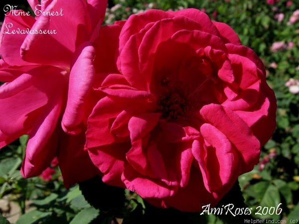 'Madame Ernest Levavasseur' rose photo