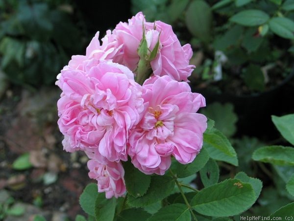 'Bernard' rose photo