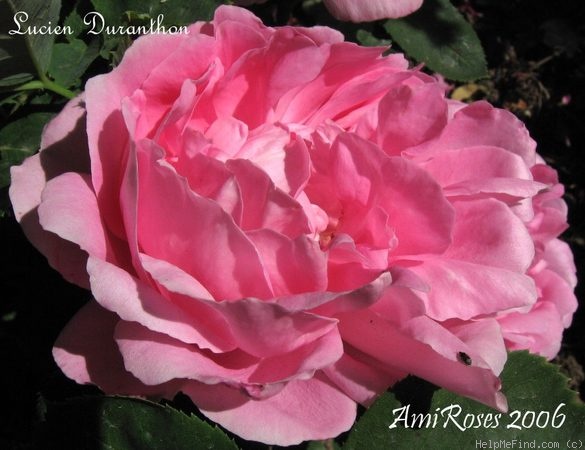 'Lucien Duranthon' rose photo