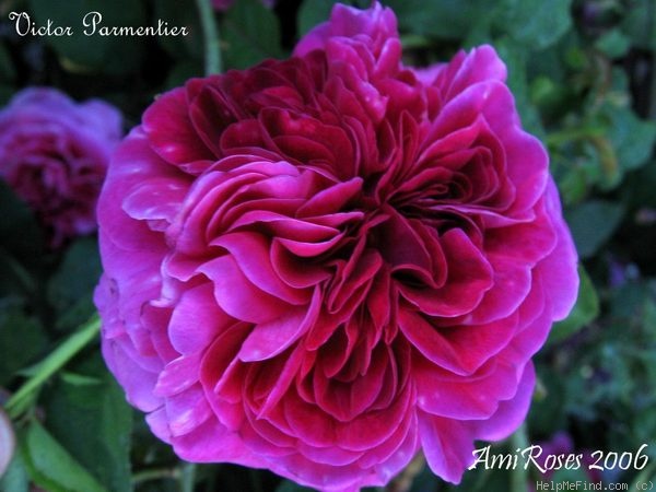 'Victor Parmentier' rose photo
