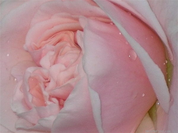 'Penny Lane (climber, Harkness, 1998)' rose photo