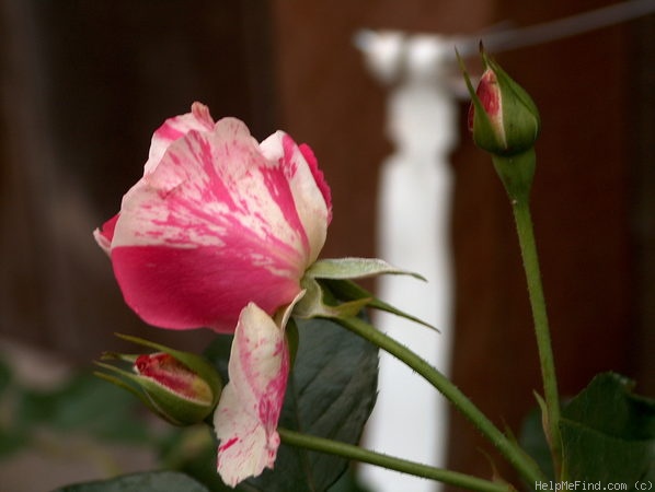'Berries 'n' Cream' rose photo