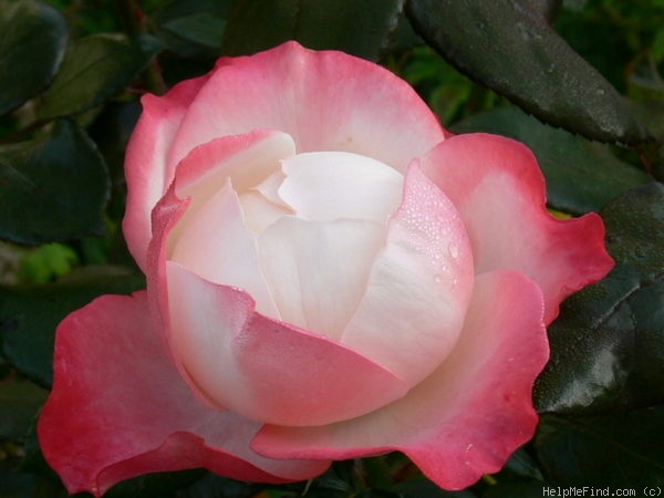 'Nostalgie ®' rose photo