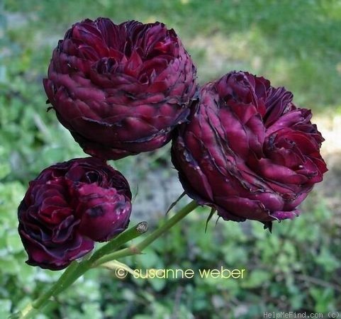 'Astrid Gräfin von Hardenberg' rose photo
