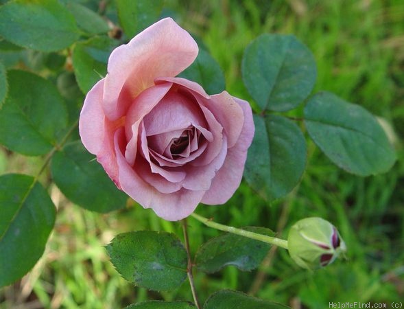 'Nimbus (Floribunda, LeGrice, 1989)' rose photo