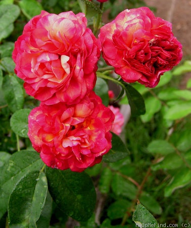 'Léonie Lamesch (Polyantha, Lambert 1899)' rose photo