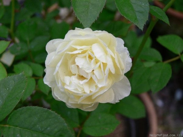 'Moonsprite' rose photo