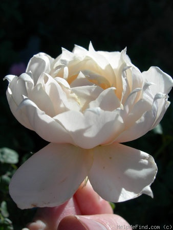 'SAXLB3' rose photo