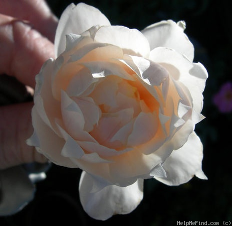 'SAXLB3' rose photo