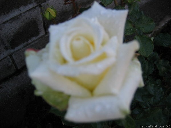 'Honeymoon (floribunda, Benny, 2003)' rose photo