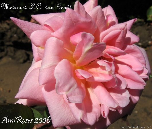 'Mevrouw L.C. Van Gendt' rose photo
