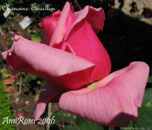 'Chanoine Tuaillon' rose photo