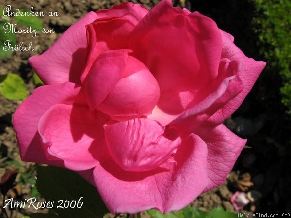 'Andenken an Moritz von Fröhlich' rose photo
