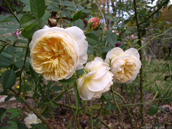 'Teasing Georgia' rose photo