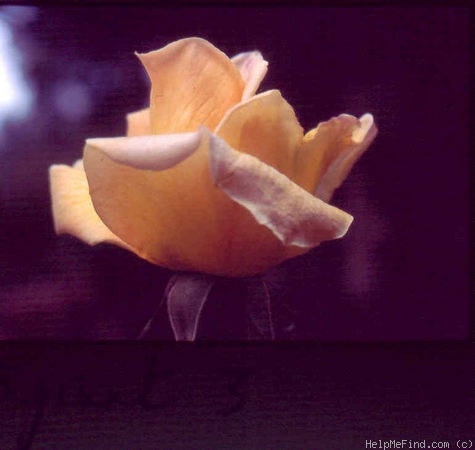 'Evergreen Gene ™' rose photo