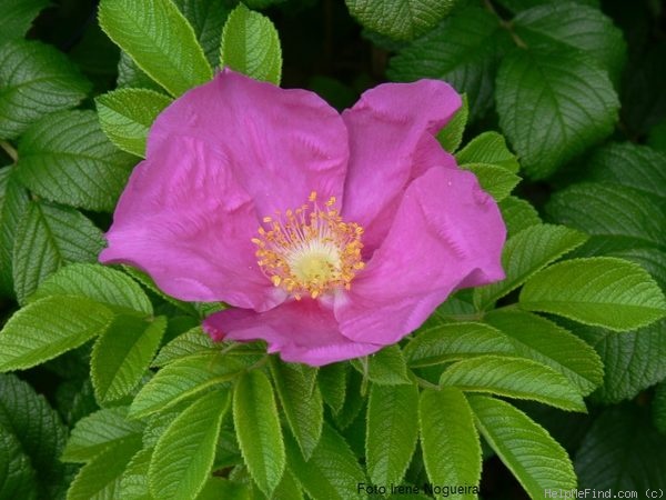 '<i>Rosa rugosa</i> Thunb.' rose photo
