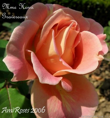 'Madame Henri Gravereaux (hybrid tea, Barbier, 1925)' rose, click to enlarge 'Madame Henri Gravereaux (hybrid tea, Barbier, 1925)' rose photo