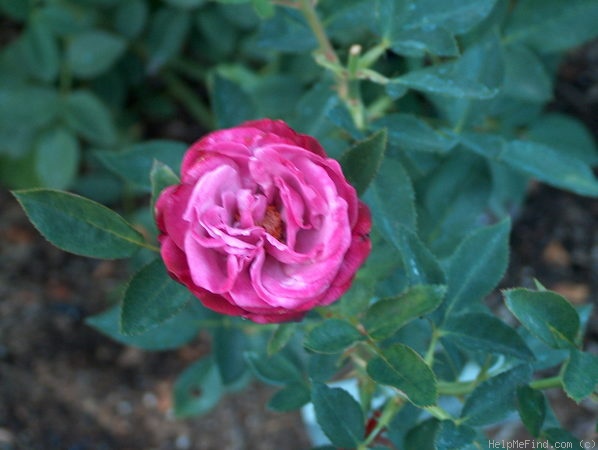 'Moonlight and Roses' rose photo