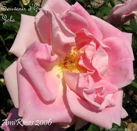 'Souvenir d'Émile Zola' rose photo